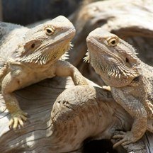 Dragon Barbu - Pogona Vitticeps