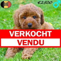 Dwergpoedel 16-07-26 M(BE7525) 07-09-26 - Beschikbaar rond 20-09-26 verkocht - vendu.jpg
