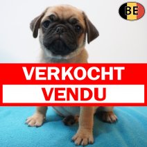 Mops 09-07-26 M(BE3172) 02-09-26 verkocht - vendu.jpg