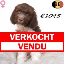 Lagotto Romagnolo 10-05-2026 F(BE2720) 17-08-26 verkocht - vendu.jpg