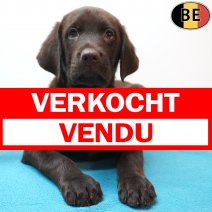 Labrador Retriever 29-06-26 M(BE9032) 02-09-26 verkocht - vendu.jpg