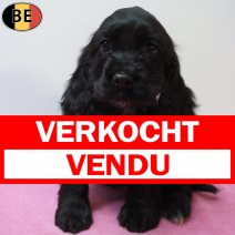 Engelse Cocker 15-07-26 F(BE1846) 09-09-26 verkocht - vendu.jpg