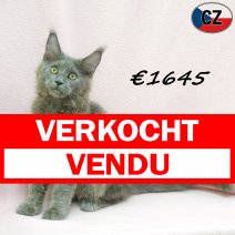 Maine Coon 31-03-26 F(CZ6827) 22-07-26 verkocht - vendu.jpg
