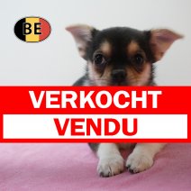 type XChihuahua 01-07-26 F (BE1599) 10-09-26 verkocht - vendu.jpg