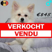 Kees 21-04-26 M(BE4474) 13-09-26 verkocht - vendu.jpg