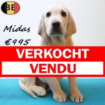 Labrador Midas 25-05-26 M(BE1553) 29-07-26 verkocht - vendu.jpg