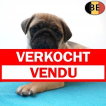 Mops 27-06-26 M(BE2004) 26-08-26 verkocht - vendu.jpg