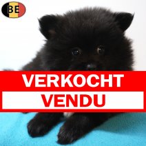 Keesje 12-07-26 M(BE7534) 09-09-26 verkocht - vendu.jpg