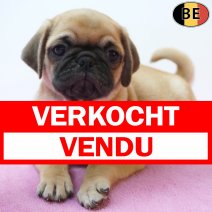 Mops 09-07-26 F(BE1191) 02-09-26 verkocht - vendu.jpg
