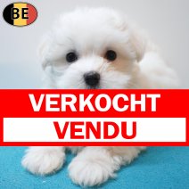 Maltezer 26-06-26 M(BE0323) 10-09-26 verkocht - vendu.jpg