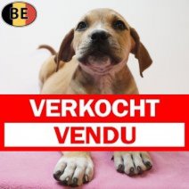 Boerboel 26-06-26 F(BE7261) 26-08-26 Verkocht - Vendu.jpg