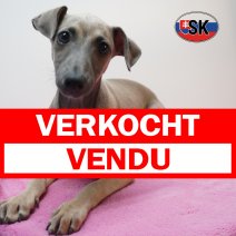 Italiaanse windhond 05-05-26 F(SK3527) 03-09-26 verkocht - vendu.jpg