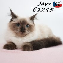 Ragdoll Java 16-02-26 F(CZ3374) 10-08-26..jpg