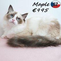 Ragdoll Maple 01-02-26 F(CZ3376) 10-08-26..jpg
