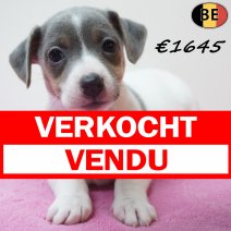 Jack Russell 31-07-26 F(BE7666) 12-09-26 - Beschikbaar vanaf 25-09-26 verkocht - vendu.jpg