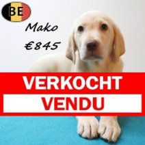 Labrador Mako 25-05-26 M(BE2233) 29-07-26 Verkocht - Vendu.jpg