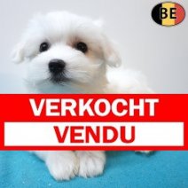 Maltezer 26-06-26 M(BE0751) 10-09-26 Verkocht - Vendu.jpg