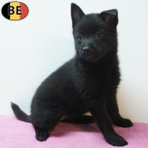 Schipperke 26-07-26 F(BE7441) 23-09-26.jpg