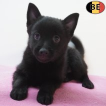 Schipperke 26-07-26 F(BE7453) 23-09-26.jpg