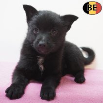 Schipperke 26-07-26 F(BE7466) 23-09-26.jpg