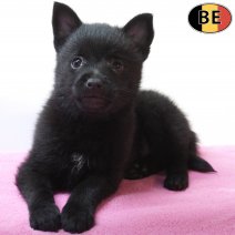 Schipperke 26-07-26 F(BE7474) 23-09-26.jpg