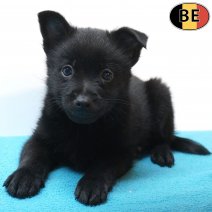Schipperke 26-07-26 M(BE7521) 23-09-26.jpg