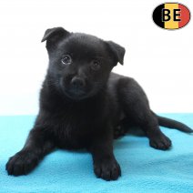 Schipperke 26-07-26 M(BE7553) 23-09-26.jpg