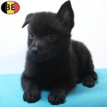 Schipperke 26-07-26 M(BE7446) 23-09-26.jpg