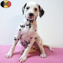 Dalmatier 26-07-26 F(BE5249) 23-09-26.jpg