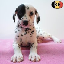 Dalmatier 26-07-26 F(BE4481) 23-09-26.jpg