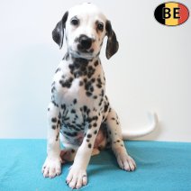 Dalmatier 26-07-26 M(BE5212) 23-09-26.jpg