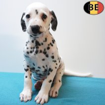 Dalmatier 26-07-26 M(BE6320) 23-09-26.jpg