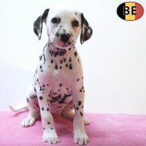 Dalmatier 26-07-26 F(BE4396) 23-09-26.jpg