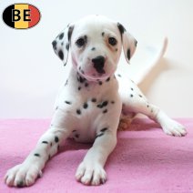 Dalmatier 26-07-26 F(BE6774) 23-09-26.jpg