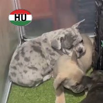 Franse Bulldog af te helen rond 22-10-26 (HU).jpg