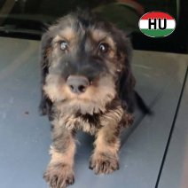Teckel Ruwhaar af te helen rond 22-10-26 (HU).jpg