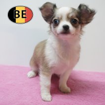 Chihuahua 29-07-26 F (BE1051) 23-09-2026.JPG