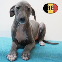 Italiaanse Windhond 24-07-26 M (BE0721) 23-09-2026.JPG