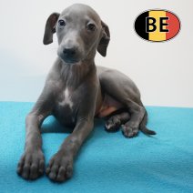 Italiaanse Windhond 24-07-26 M (BE2423) 23-09-2026.JPG
