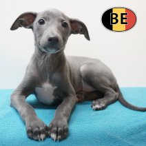 Italiaanse Windhond 24-07-26 M (BE5167) 23-09-2026.JPG