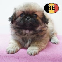 Pekingees 24-07-26 F (BE2142) 23-09-2026.JPG