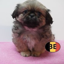 Pekingees 24-07-26 F (BE2528) 23-09-2026.JPG