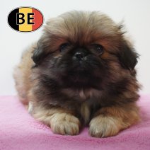 Pekingees 24-07-26 F (BE4099) 23-09-2026.JPG