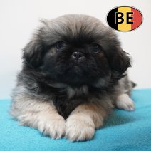 Pekingees 24-07-26 M (BE9916) 23-09-2026.JPG