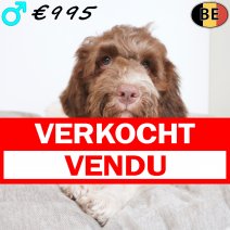 Lagotto Romagnolo 10-05-2026 M(BE0386) 17-08-26 verkocht - vendu.jpg