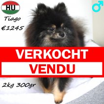 Dwergkees Tiago 29-12-25 M(HU8812) 13-09-26 verkocht - vendu.jpg