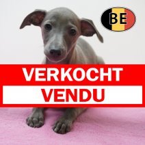 Italiaanse Windhond 24-07-26 F (BE9615) 23-09-2026 verkocht - vendu.jpg