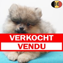 Keesje 13-07-26 M(BE7635) 18-09-26 verkocht - vendu.jpg