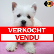 West Highland White Terrier 13-07-26 F(BE7619) 09-09-26 verkocht - vendu.jpg