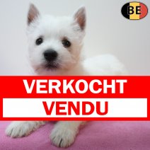 West Highland White Terrier 12-07-26 F(BE7508) 09-09-26 verkocht - vendu.jpg
